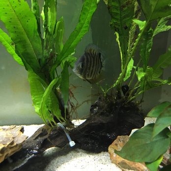 Reef Tropical Fish - My turquoise severum cichlid! (: - Local Fish Stores Near Me - Anaheim, California Reef Tropical Fish - My turquoise severum cichlid! (: - Local Fish Stores Near Me - Anaheim, California