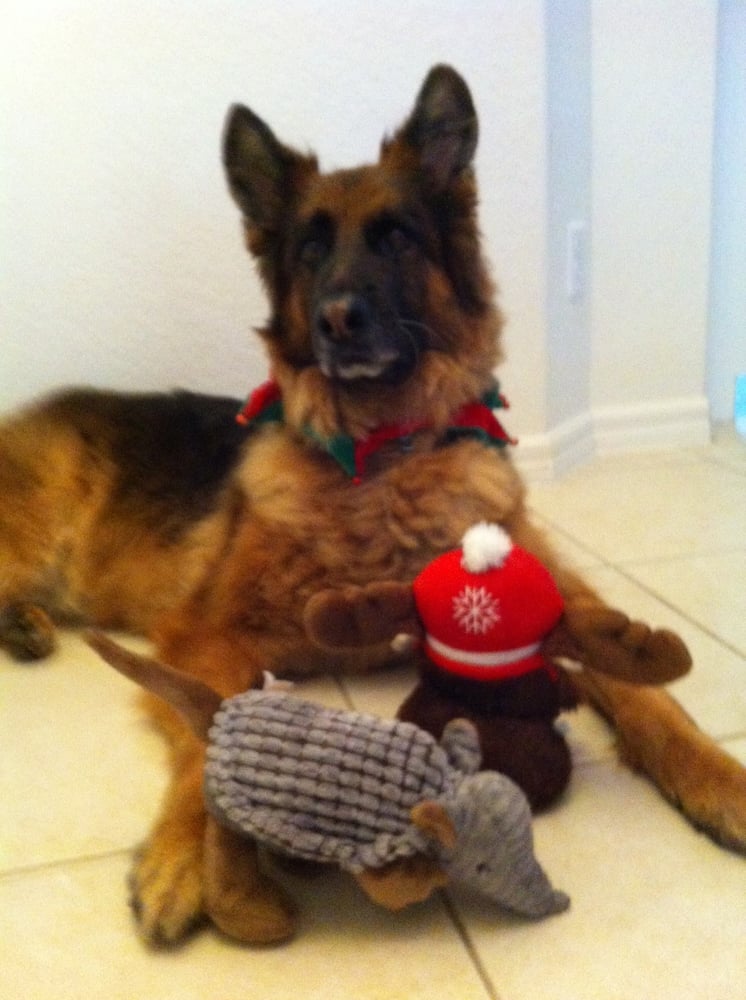 PET SITTERS OF NAPLES Updated September 2024 12 Photos 5661