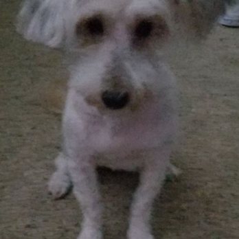 Pup Town Spaw - Princess...post-spaw treatment. - Pet Groomers Near Me Pup Town Spaw - Princess...post-spaw treatment. - Pet Groomers Near Me