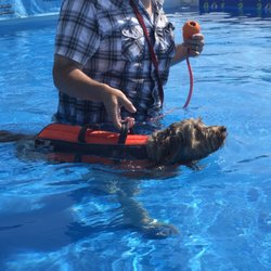Duke's K9 Dash N' Splash - Learning to swim