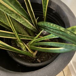 The Floor Store - Plant with soil that has shifted from being dropped.