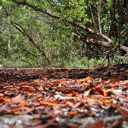 Florida Keys Wildlife and Environmental Area