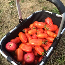 I left plenty of tomatoes on the vine!