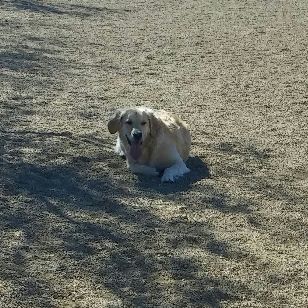 Purple Heart Park: Ivan's Spot - Thor buddy, Molly. - Dog Parks Near Me - Tucson, Arizona Purple Heart Park: Ivan's Spot - Thor buddy, Molly. - Dog Parks Near Me - Tucson, Arizona