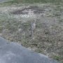 Photo of Vizueth Tree Services