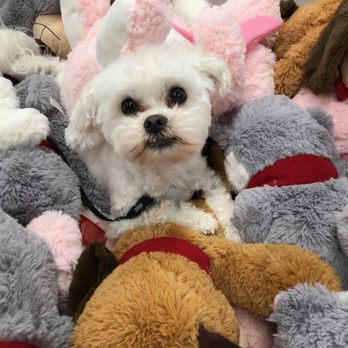 Peaceful Pets: In-home Euthanasia Service - Pet Hospice Near Me Peaceful Pets: In-home Euthanasia Service - Pet Hospice Near Me