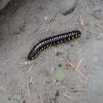 Hoh Rainforest - Black large centipedes on suicide mission - Hiking Near Me - Forks, Washington
