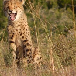 Travel International Group Inc - My South africa Trip