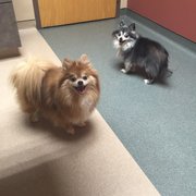 Creature Comfort Veterinary Center Closed Veterinarians 2122