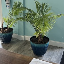 Balanced Bodywork Clinic - Our plants