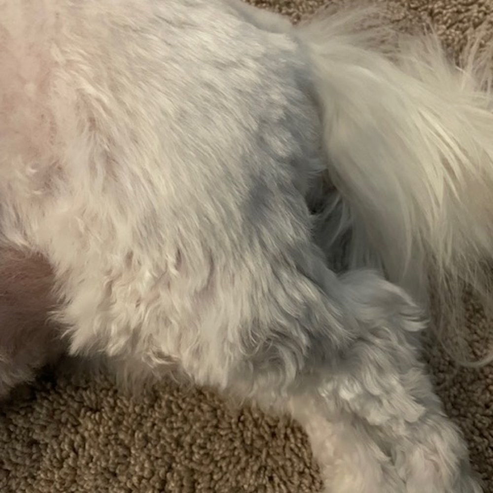 Diggitty Dogs - Completely uneven everywhere. - Pet Groomers Near Me - North Royalton, Ohio Diggitty Dogs - Completely uneven everywhere. - Pet Groomers Near Me - North Royalton, Ohio