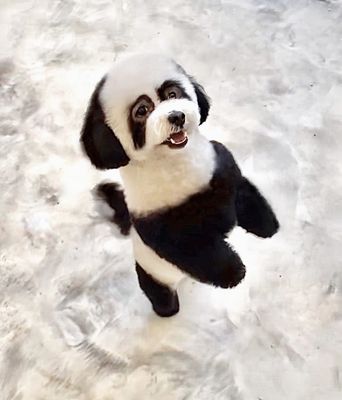 Dogue Spa - The Coolest Dog Grooming Salon by null