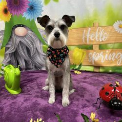 Pet Bath and Beyond - Eliza (groomed miniature schnauzer) with Spring background.