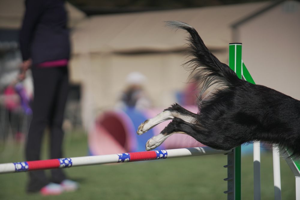 HAPPY DOG AGILITY Updated September 2024 11 Photos & 13 Reviews