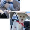 Classic Cuts Dog Grooming gift card