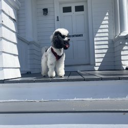 Mobile Dog Grooming Near Me | Find Trusted Providers - europages