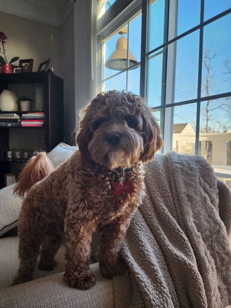 SCENTHOUND SHORT PUMP Updated October 2024 10921 W Broad St, Glen