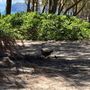 Photo of Bellows Field Beach Park