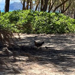 Bellows Field Beach Park