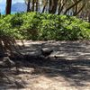 Bellows Field Beach Park gift card