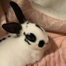 My bunny post op!