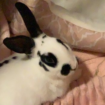 Best Vet - My bunny post op! - Veterinarians Near Me - Austin, Texas