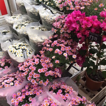 Blume 2000 - Florists Near Me - Hamburg, HH