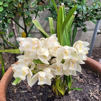Yamada - Nurseries & Gardening Near Me - Gardena, California Yamada - Nurseries & Gardening Near Me - Gardena, California