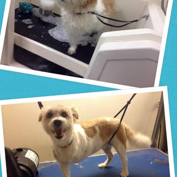 On the Ball - Pet Groomers Near Me