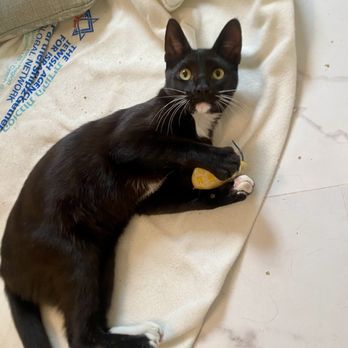 PEGGY ADAMS ANIMAL RESCUE LEAGUE - Updated 05/2025 - 95 Photos & 163