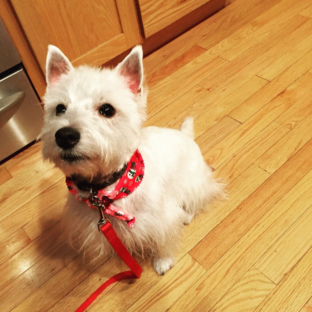 GENTLE GROOMERS PET SALON & SUPPLIES Updated September 2024 1402