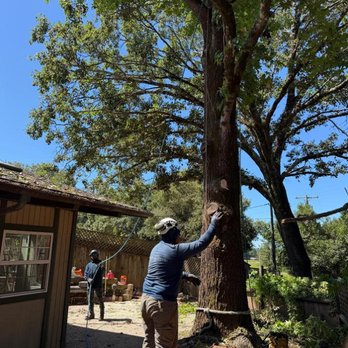Mayan Climber - Tree Services Near Me Mayan Climber - Tree Services Near Me