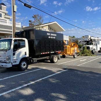 Tree Surgeon - Tree Services Near Me - Middle Township, New Jersey Tree Surgeon - Tree Services Near Me - Middle Township, New Jersey