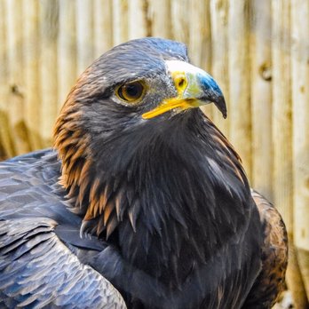 Orange County Zoo - Very active Golden Eagle... be sure to be there during feeding time - Zoos Near Me - Orange, California Orange County Zoo - Very active Golden Eagle... be sure to be there during feeding time - Zoos Near Me - Orange, California