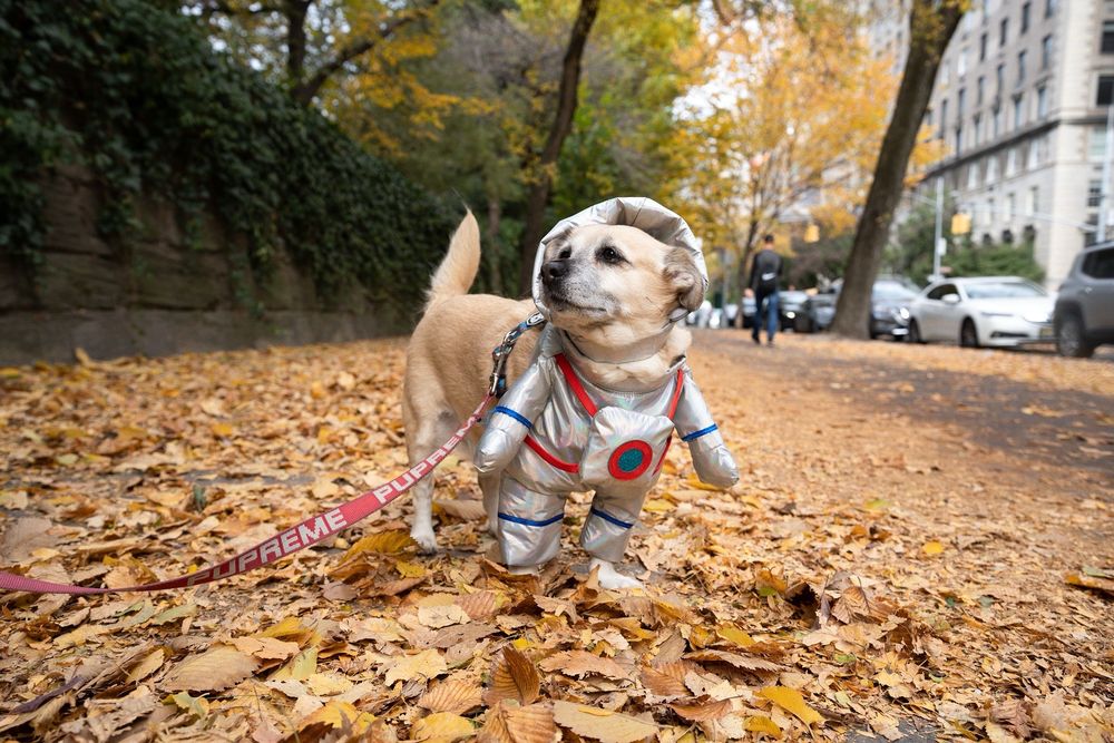 NYC Guardians - pet boarding facility in New York, NY