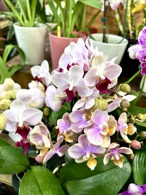 Dahing Plants & Landscaping by null