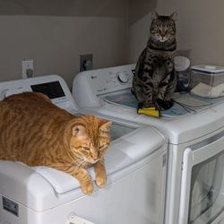 Lord Of The Leash - Punkin and Mochi, brothers