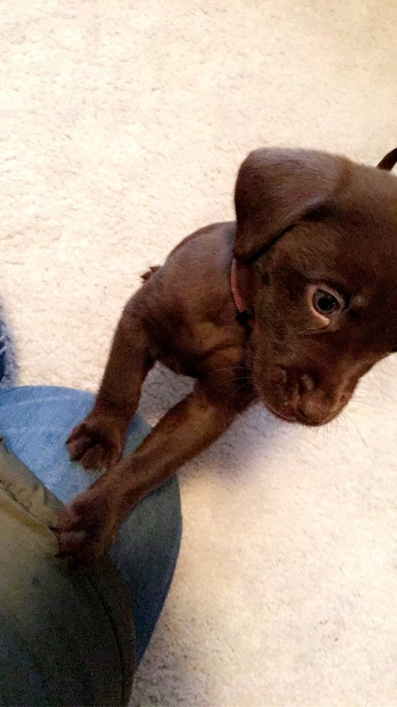 COPPER BEECH TOWNHOMES MOUNT PLEASANT BY CARDINAL 4750 E Blue Grass