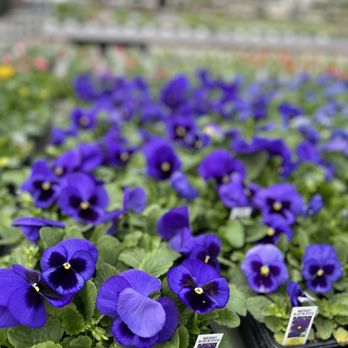 Kuhlmanns - Pansy's - Nurseries & Gardening Near Me - Edmonton, Alberta Kuhlmanns - Pansy's - Nurseries & Gardening Near Me - Edmonton, Alberta