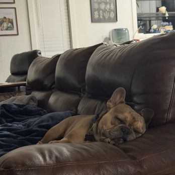 Tasha's Frenchies - Oakley in 2025. - Pet Breeders Near Me