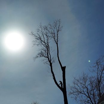 A Plus Tree Service - Tree Services Near Me - Georgetown, Delaware A Plus Tree Service - Tree Services Near Me - Georgetown, Delaware