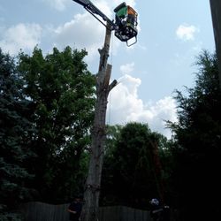 Indy Lumberjack - I was in Awe of their work and dedication to taking care of our home and removing the Dead Trees ! Well Done Indy Lumberjacks!! Bless You :)