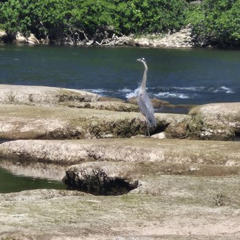 Bannister Park - Blue Heron - Parks Near Me - Fair Oaks, California