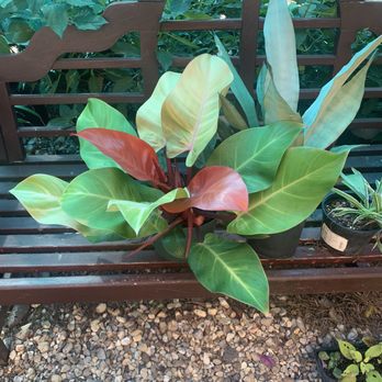 Eden on earth - Nurseries & Gardening Near Me - Hattiesburg, Mississippi
