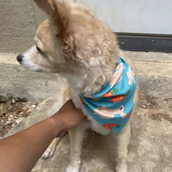 Petbar - Pet Groomers Near Me - Cedar Park, Texas