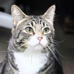 Animal Hospital of Nicholasville - Frankie, one of our clinic cats.