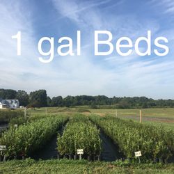 Bluegrass Blueberries