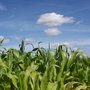 Photo of York Maze