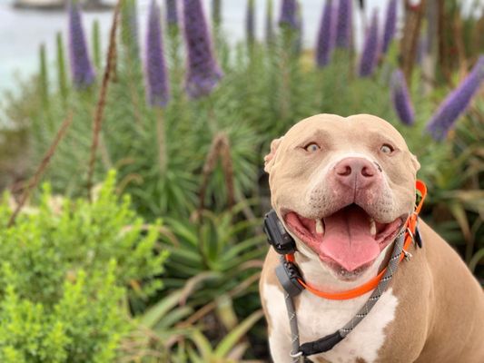 k9 off leash training collar