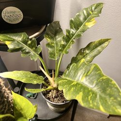 Snakeroot Botanicals